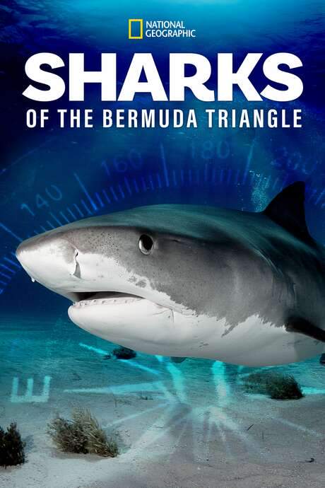 Sharks of the Bermuda Triangle